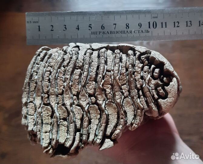 Зуб мамонта