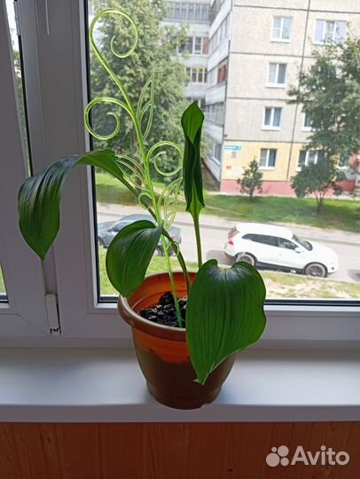 Эухарис амазонская лилия