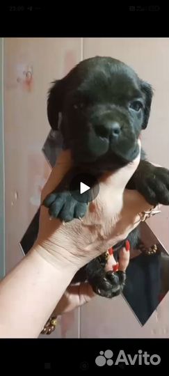 Щенки кане корсо