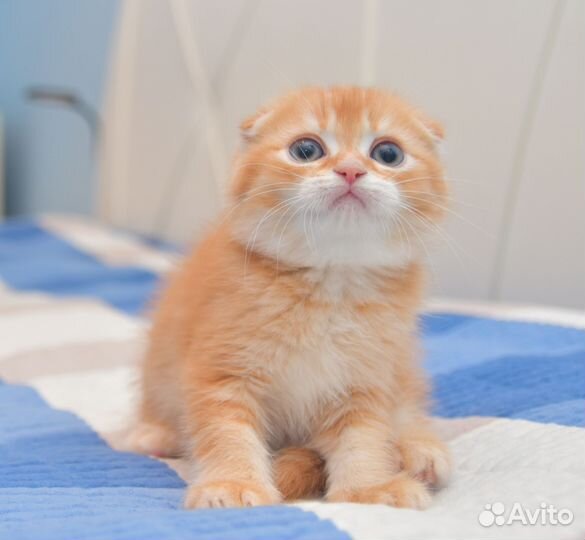 Шотландский котёнок