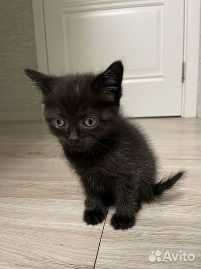 Котята в добрые руки даром
