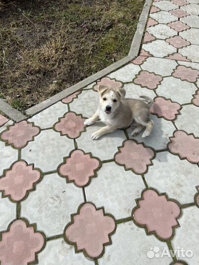 Щенок в добрые руки