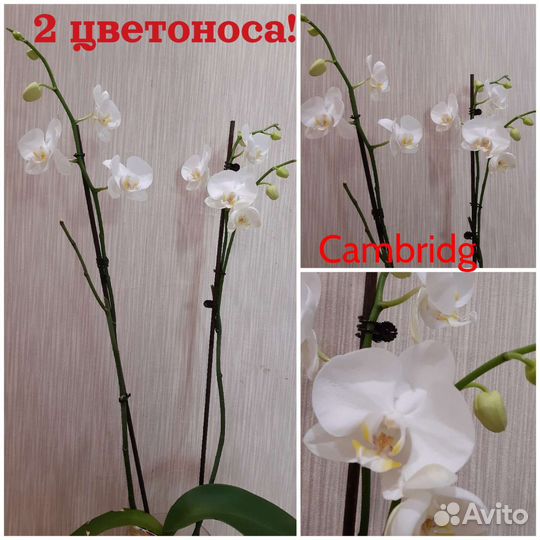 Орхидеи редкие