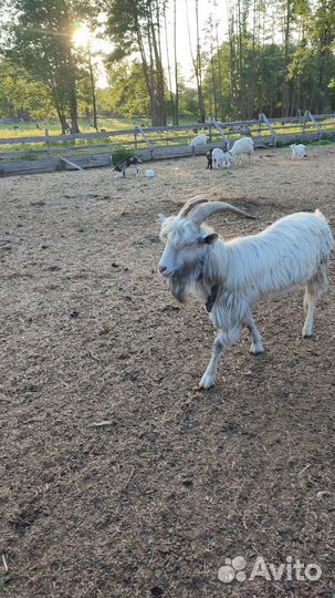 Овцы бараны козы