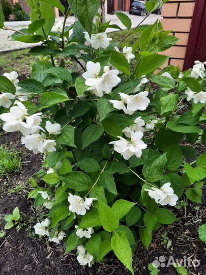 Садовые многолетние цветы