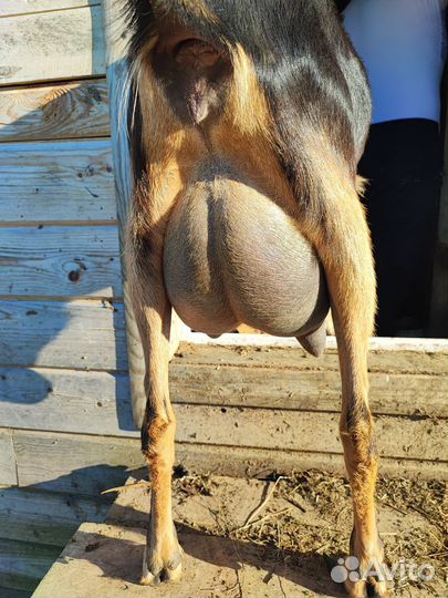 Дойная коза ла- манча