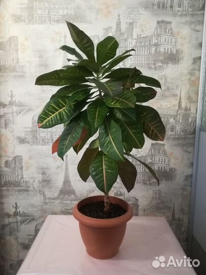 Комнатный цветок Кротон