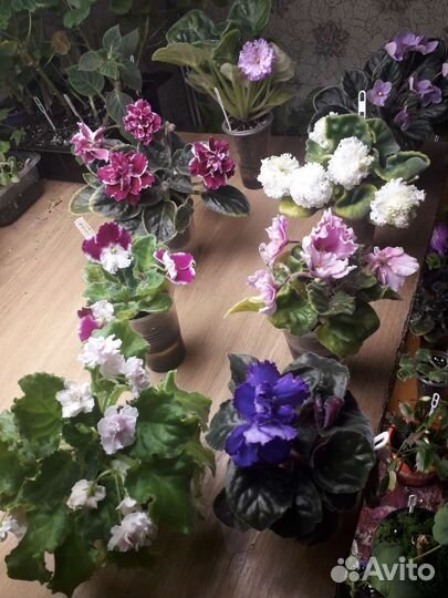 Фиалки(сенполии) глоксинии и стрептокарпусы