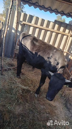 Бычок бычки телята теленок