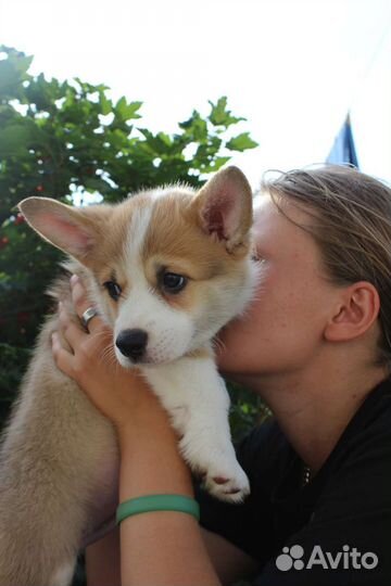 Щенки вельш-корги пемброк
