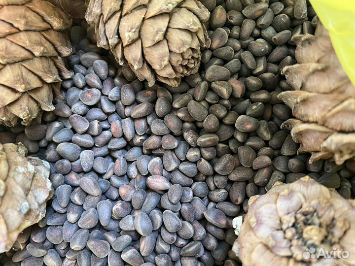 Кедровые орехи и шишки