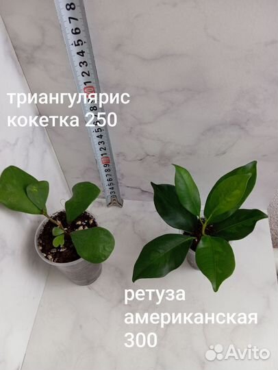 Сансивиерия, филодендрон, фикусы