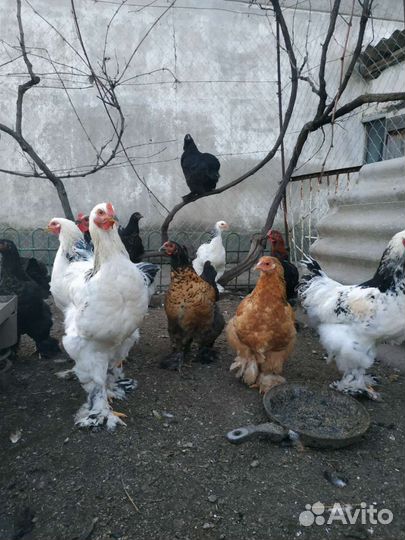 Цыплята брама