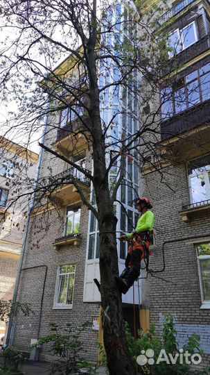 Спилить дерево, Арборист