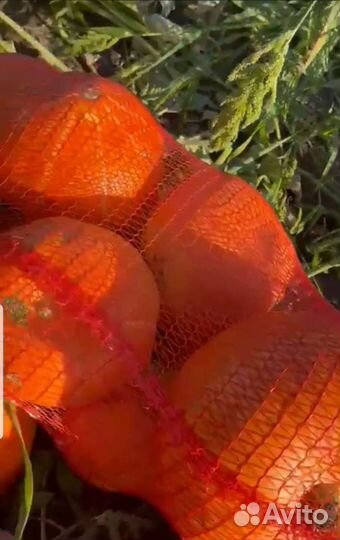 Тыква оптом