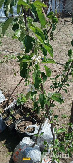 Саженцы яблони