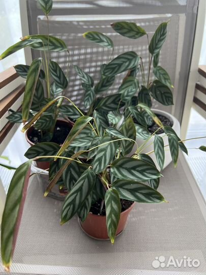 Ктенанта