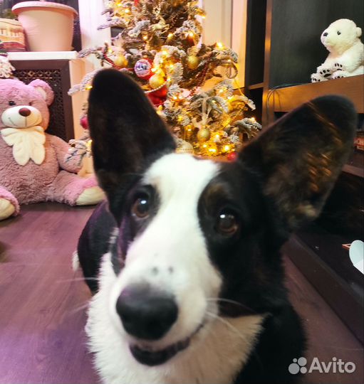 Вельш Корги Кардиган для фотосессий