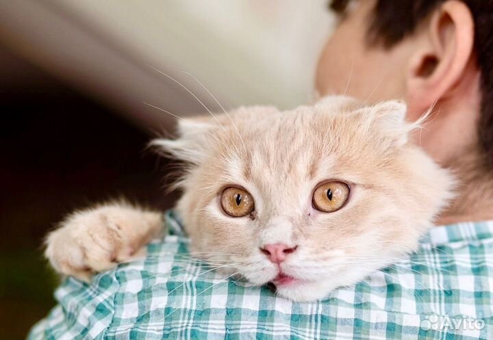 Мандарин ищет дом, в добрые руки