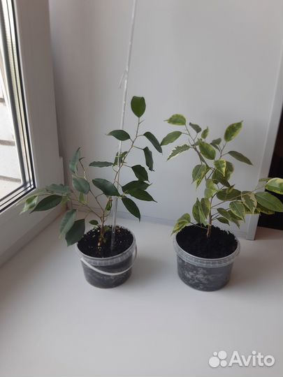 Фикус бенджамин