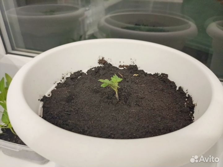 Горшок с помидорами черри