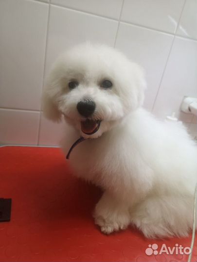 Грумер (груминг, стрижка кошек и собак)