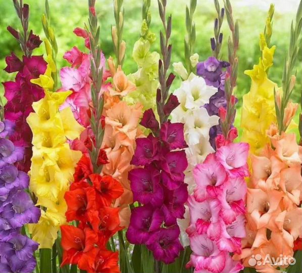 Гладиолусы цветы