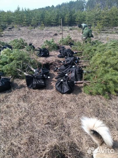 Саженцы Живая Сосна Обыкновенная