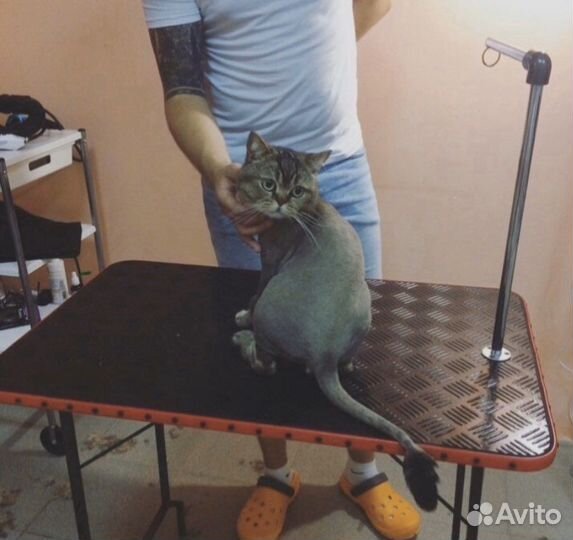 Стрижка кошек (у меня и с выездом к вам )