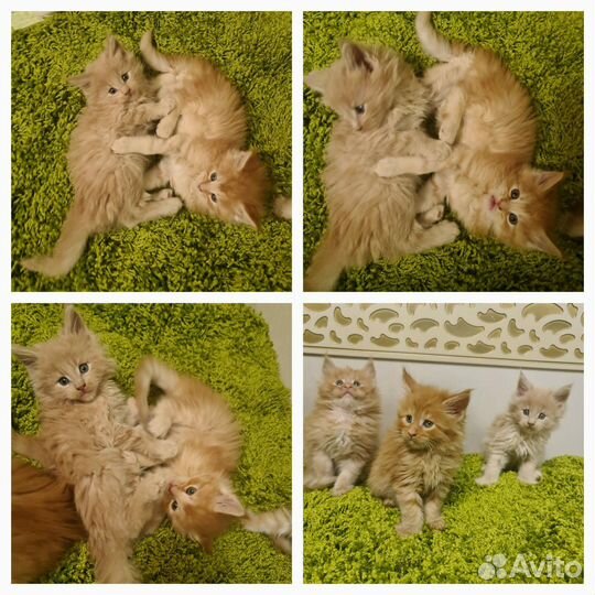 Котята мейн-кун