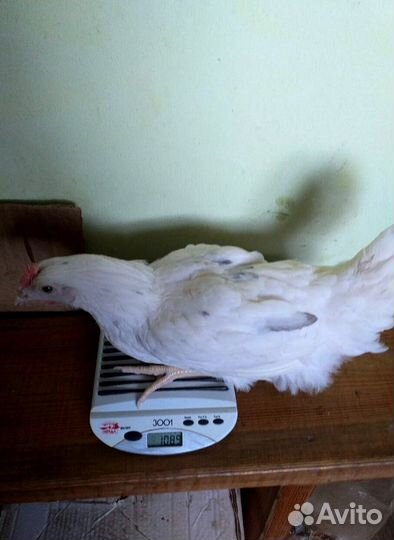 Фepмepcкиe кypoчки пpoдaeм