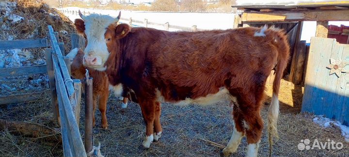 Продаётся первотелка