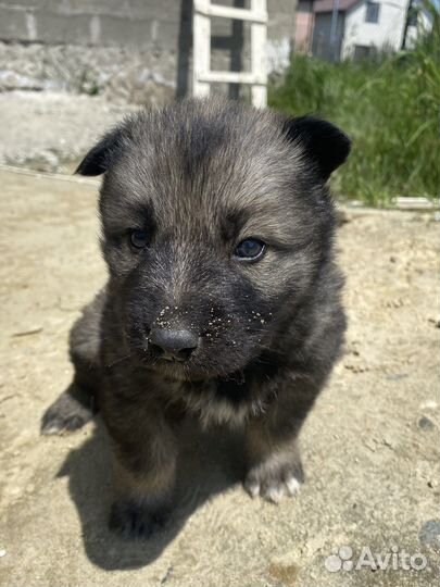 Собака в добрые руки щенок хаски