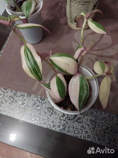 Традесканция