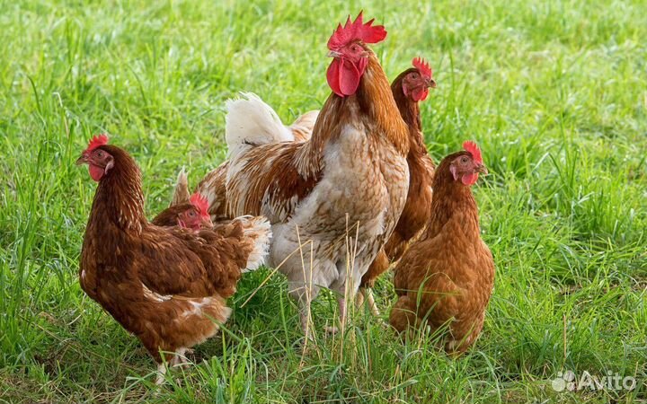 Куры несушки