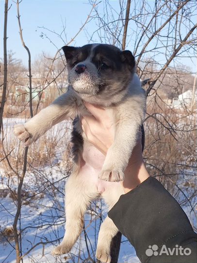 Собака попала в отлов