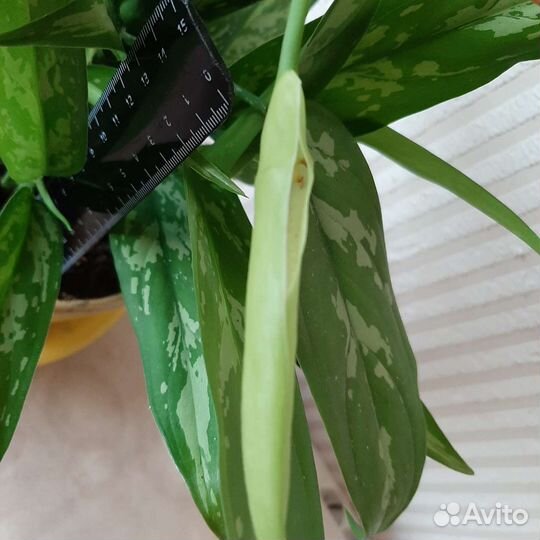Аглаонема цветок