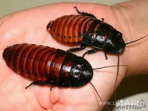 Тараканы шипящие мадагаскарские
