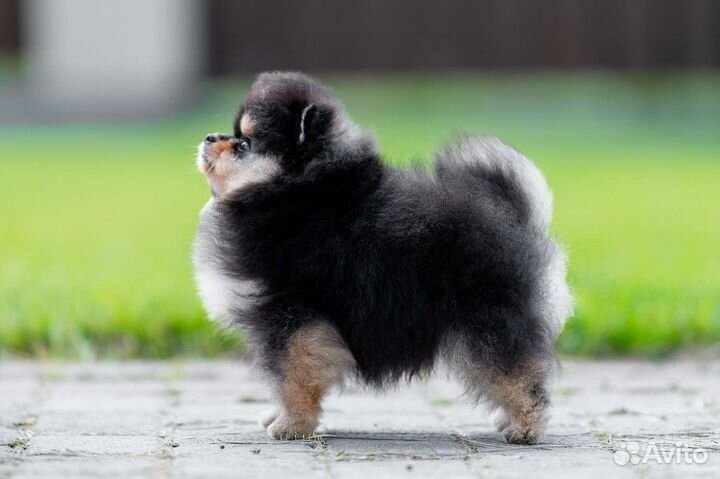 Померанский шпиц