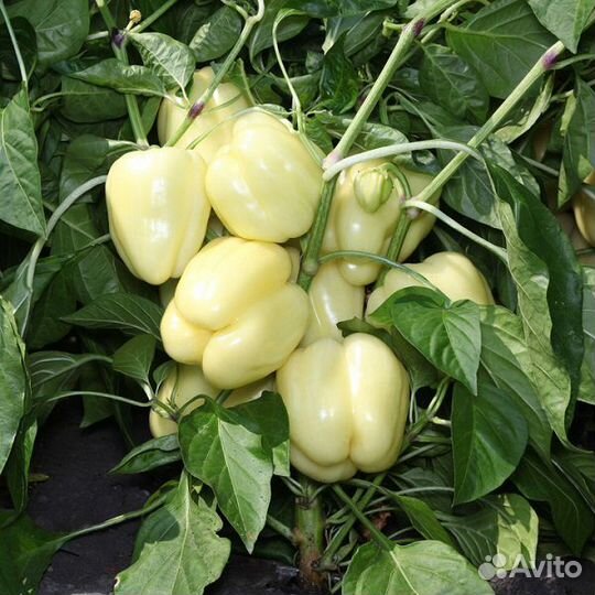 Семена Перца 