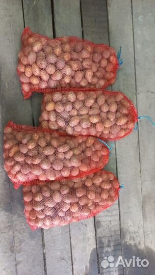 Семенной картофель