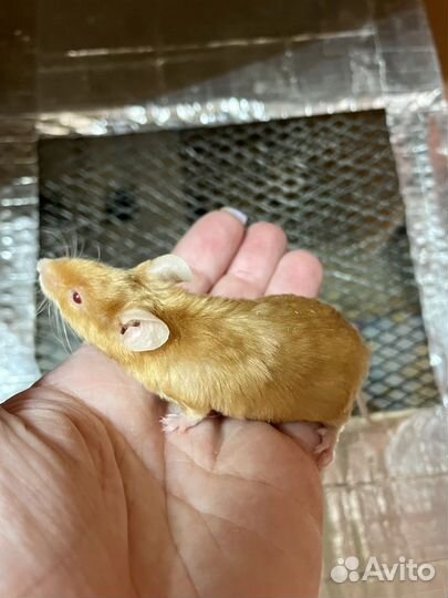 Декоративные и сатиновые мышки