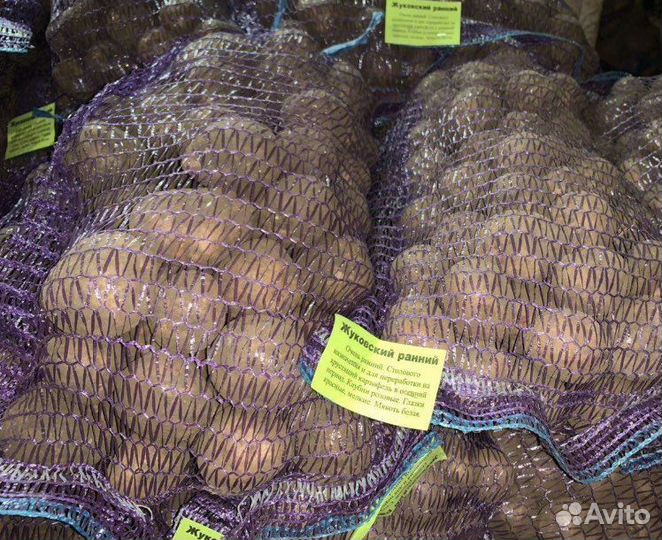 Семенной картофель