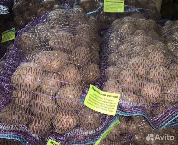 Семенной картофель