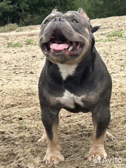 Собака для вязки