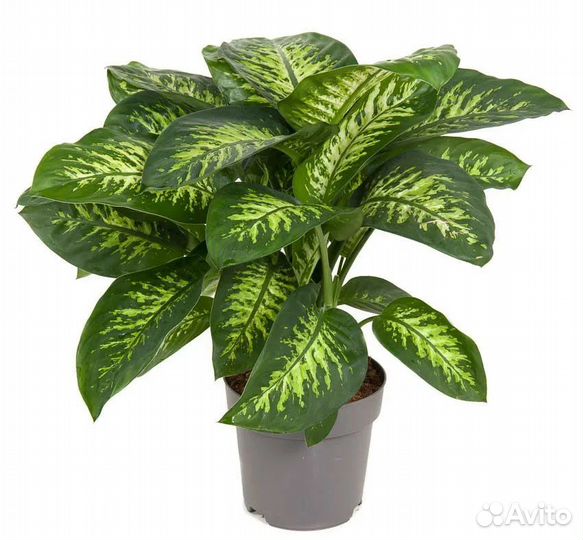 Диффенбахии Тропик Сноу и Кул Бьюти