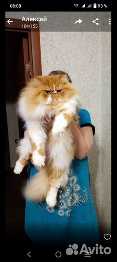 Вязка. Персидский кот