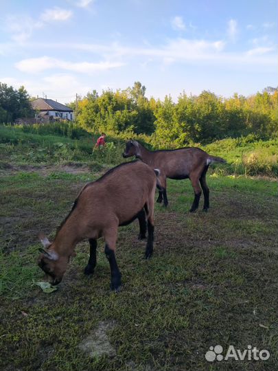 Козы козочки