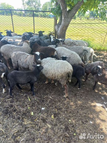Овцы и поросята