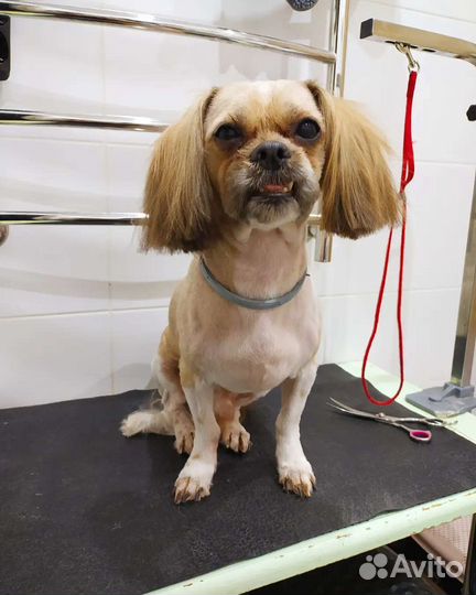 Стрижка собак и кошек